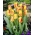 Tulipa Washington - Tulip Washington - 5 луковици
