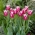 Tulpės Claudia - pakuotėje yra 5 vnt - Tulipa Claudia