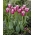 Tulipa Claudia - pacote de 5 peças