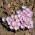 Chilean oxalis - Oxalis adenophylla - แพ็คใหญ่! - 50 ชิ้น ซิลเวอร์แชมร็อกสีน้ำตาลไม้ของชิลี - 