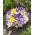 Spring Melody – set of 4 crocus varieties - 200 pcs.