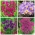 Creative Spring - conjunto de 4 espécies de plantas - 350 unid. - 