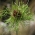Tóc Allium - 5 củ - Allium Hair