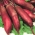 甜菜根“亚历克西斯” - 晚期品种生产圆柱形水果 - Beta vulgaris - 種子