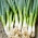 Ceapa de șapte ani "Wita" - chiar și 4 ani la un singur loc! - 500 de semințe - Allium fistulosum 