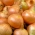 البصل "Warsa" - مجموعة متنوعة مبكرة ومثمرة -    Allium cepa - Warsa - ابذرة