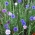 Cornflower, tombol bujangan - campuran varietas abadi - 75 biji - Centaurea