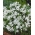 Bossier's glory-of-the-snow - Chionodoxa luciliae alba - Pack Besar! - 100 pcs; Lucile's glory-of-the-snow - 