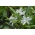 Bossier's herlighed med sneen - Chionodoxa luciliae alba - Stor pakke! - 100 stk.; Luciles herlighed med sneen