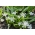 Bossier's glorie van de sneeuw - Chionodoxa luciliae alba - Grootverpakking! - 100 stuks; Lucile's glorie van de sneeuw