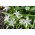 Bossier's herlighed med sneen - Chionodoxa luciliae alba - Stor pakke! - 100 stk.; Luciles herlighed med sneen