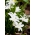 Bossier的雪中荣耀-Chionodoxa luciliae alba-大包装！ -100个;露西尔的雪的荣耀 - 