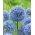 Sinine maakera sibul - suur pakk! - 50 tk; sinine dekoratiivne sibul, taevasinine, sinise õitega küüslauk - 