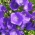 Bellflower - mezcla de variedades para jardines de rocas - Campanula - semillas