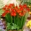 Red double freesia - Red - Large Pack! - 100 pcs.