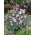 Chilenske oksalier - Oxalis adenophylla - Stor pakke! - 50 stk; Sølv shamrock, chilensk tresår