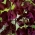 Dulce mazăre "Beaujolais" - 65 de semințe - Lathyrus odoratus