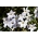 Ipheion - Starflower - "Alberto Castillo" - Large Pack! - 100 pcs; Spring starflower