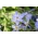 Ipheion uniflorum - Springstar - Pack Besar! - 100 pcs; Bunga bunga musim bunga - 