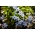 Ipheion uniflorum - Springstar - Pack Besar! - 100 pcs; Bunga bunga musim bunga - 