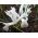 Netet iris - Wit - Grootverpakking! - 100 stuks; gouden gesaldeerde iris