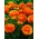 Orangenbutterblume - Großpackung! - 100 Stück