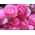 Pink buttercup - Pack Besar! - 100 pcs. - 