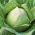 Bílá hlava zelí 'Replika' - pozdní, produktivní odrůda -  Brassica oleracea var.capitata -Replika - semena