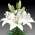 Weiße asiatische Lilie - Weiß - Großpackung! - 15 Stück