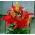 Merah Asiatic lily - Merah - Paket Besar! - 15 pcs. - 