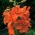 Orange Asiatic lily - Orange - Large Pack! - 15 pcs.