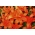 Orange Asiatische Lilie - Orange - Großpackung! - 15 Stück