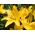 Lirio asiático de flores amarillas - Amarillo - ¡Paquete grande! - 15 piezas - 