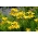 Жълтоцветна азиатска лилия - Жълта - Голяма опаковка! - 15 бр.