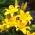 Dzeltenzaļš aziātu lilija - dzeltens - liels iepakojums! - 15 gab.