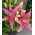 Pink Asiatic lily - Pink - Large Pack! - 15 st.