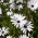 화이트 케이프 데이지, 아프리카 데이지 씨앗 - Osteospermum ecklonis - 35 씨앗