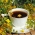 Tea Afternoon Herb Sekoita siemeniä -  - siemenet