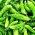 苦いメロン、ゴーヤの種子 -  Momordica charantia  -  10種子 - シーズ