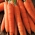 морковь Korund -  Daucus carota - Korund - семена