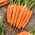 Морковь - Lenka - семена на ленте  - Daucus carota ssp. sativus 