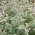 Μέντα άλογο - 1200 σπόρους - Mentha longifolia - σπόροι