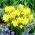 Narcissus Rip Van Winkle - Daffodil Rip Van Winkle - 5 หลอด