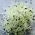 돋아있는 씨앗 - 부추 - 100 씨앗 - Allium ampeloprasum L.