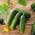 Salata de castravete "Kacper" - pentru cultivare în tuneluri, cel mai bun soi pentru decapare scurtă - Cucumis sativus - Kacper - semințe