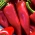 Slatka paprika "Wika" - crvena sorta preporučena za uzgoj u tunelima i na polju - Capsicum annuum - Wika - sjemenke