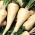 Petržel "Jagienka" - středně brzy, pro časnou sklizeň -  Petroselinum crispum - Jagienka - semena