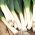 หอม 'Janosik' - สายหลากหลายฤดูหนาว -  Allium porrum - Janosik - เมล็ด