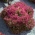 Салата от червени листа "Crimson" - Lactuca sativa var. foliosa  - семена