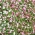 Kriechende Gipskraut Samen - Gypsophila repens - 450 Samen